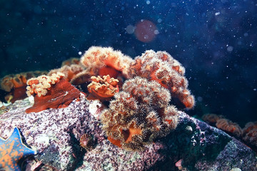 Naklejka na ściany i meble marine animals underwater photo