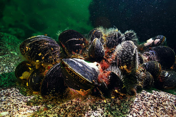 shell mussels on the sea bottom underwater photo