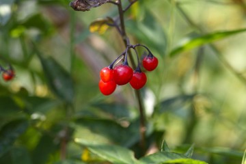 Berries of a bittersweet nightshade