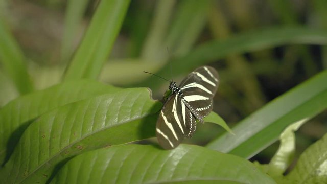 Black and white butterfly on leaf. Close-up of sitting butterfly on green plant.