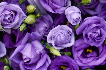 Fototapety  Beautiful purple roses background