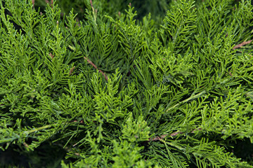 Beautiful green christmas leaves of Thuja trees with soft sunlight. Thuja twig, Thuja occidentalis is an evergreen coniferous tree.