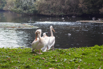 London Hyde Park Pelikan