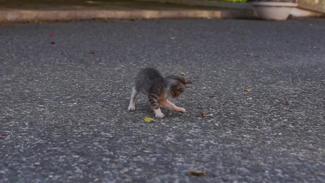 Two funny kittens and leaf