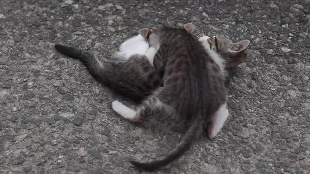 Two frisky kittens plays