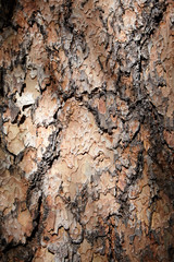 Background texture of flaky conifer bark