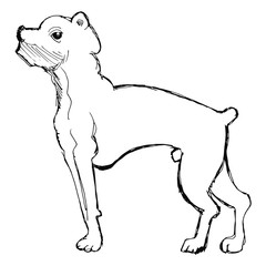 sketch of boxer dog