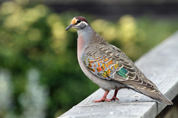 Common Bronzewing