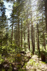 Copse of young pine trees in a plantation