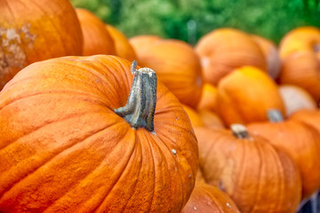 Pumpkins Closeup Many Group Multiple Background Texture Orange Halloween Autumn Fall Season Fresh