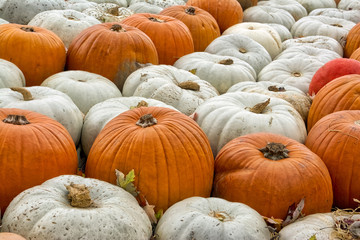 Sea Multi-Colored Pumpkins White Red Orange Decoration Autumn Fall Season Group Closeup Texture