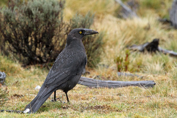 Black Currawong