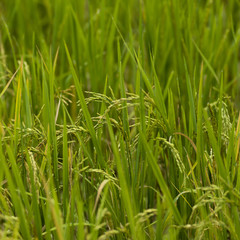 Fototapeta premium Close-up of rice crop growing in field, Kamu Lodge, Ban Gnoyhai, Luang Prabang, Laos