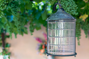 Lamp hanging in wine garden