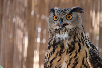 Owl Staring 