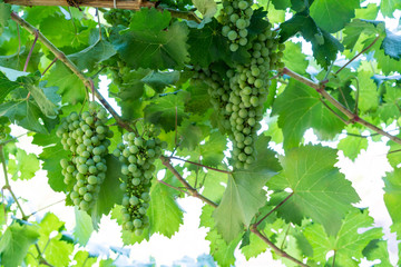 Bunches of delicious grape in garden