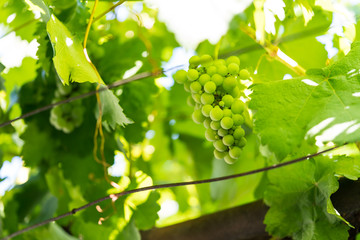 Bright green grapevine on branch