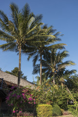 Fototapeta na wymiar Low angle view of palm trees, Oudomxay Province, Laos