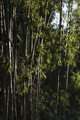 Trees in forest, Luang Prabang, Laos