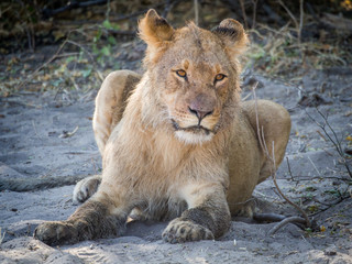 Closeup portrait of female lion laying at sandy beach of Chobe River after morning hunt, Chobe NP, Botswana, Africa