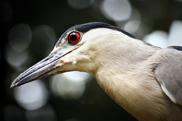 Black-crowned night heron bird (Nycticorax nycticorax) close up detail head photo. Bird with white and black plumage and bright red eyes.