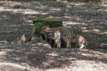 Young boar