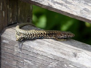 Lézard