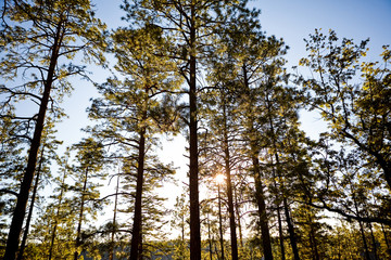 Obraz premium Low angle view of trees in forest at sunset