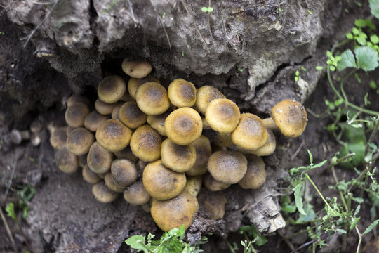 Honey fungus (or Armillaria) on stump, mushrooms in forest