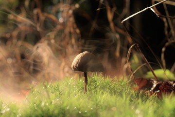 mushroom Pilze autumn herbst wald forest