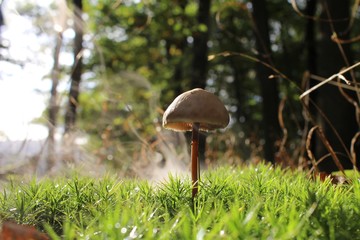 mushroom Pilze autumn herbst wald forest fog