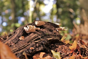 mushroom Pilze autumn herbst wald forest