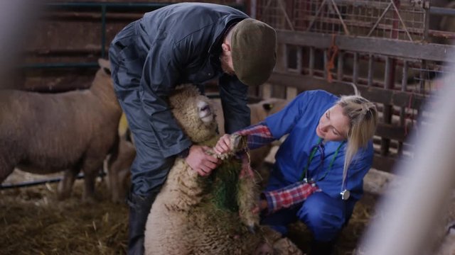  Vet talking to farmer & examining sheep in interior of farm building