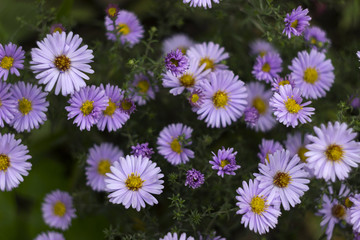 Fototapeta premium Perennial asters - small lilac flowers in autumn in the garden, background