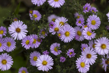 Perennial asters - small lilac flowers in autumn in the garden, background