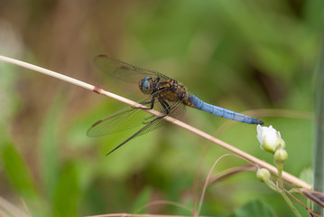 libellula su un ramoscello