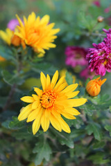 Yellow chrysanthemum in the garden - autumn flowers, small bushes, golden-daisy