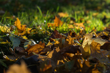 Autumn leaves on the green grass during fall