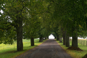 The alley between trees in the park