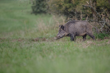 Wild boar appears from the bush