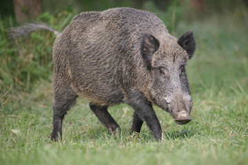 Naklejka na ściany i meble Male boar close-up