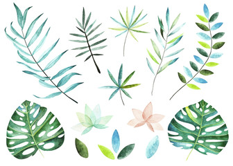 Tropical plants collection. Watercolor elements. Collection included tropical leaves and branches. Perfect for you postcard design,invitations,projects,wedding card,poster. - 175524204