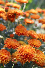 Orange mums - autumn flowers-bushes in the garden background. Many small flowers