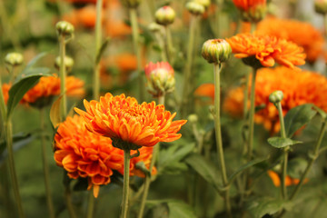 Orange mums - autumn flowers-bushes in the garden background. Many small flowers