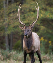 Bull Elk