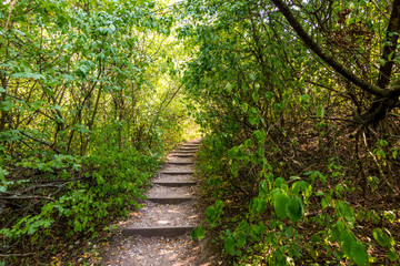 Path in the forest in national park, green trees