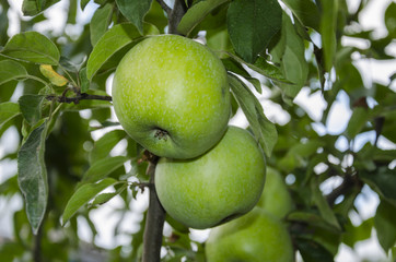green apple fruits