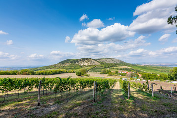 Fototapeta premium Vineyard at Palava at czech republic, national park, wine and agriculture, summer sky with white clouds