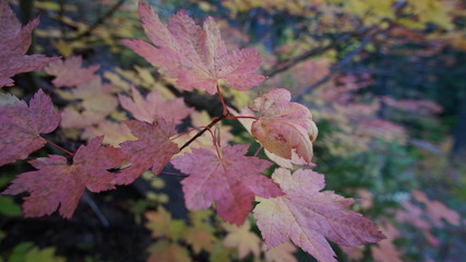 Hiking in the Pacific Northwest, Washington State