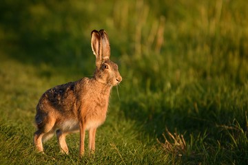 European hare stands in the grass and looking at the camera © Tatiana